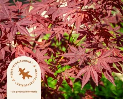 Acer palmatum - boomvorm