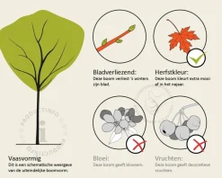 Acer palmatum - boomvorm