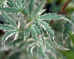 Acer palmatum 'Butterfly' - XL