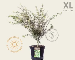 Acer palmatum 'Butterfly' - XL