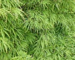 Acer palmatum 'Dissectum' - XL