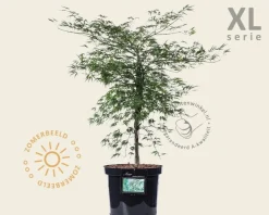 Acer palmatum 'Dissectum' - XL