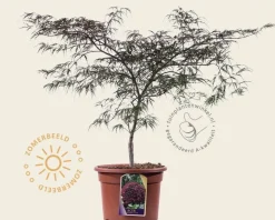Acer palmatum 'Garnet' 60/80