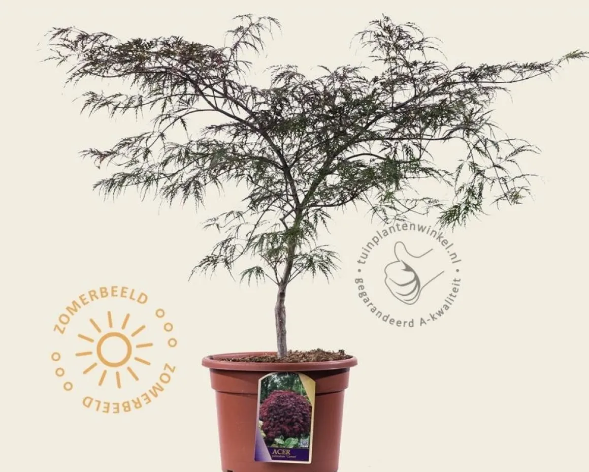 Acer palmatum 'Garnet' 60/80