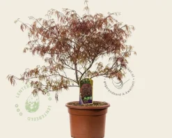 Acer palmatum 'Garnet' 60/80