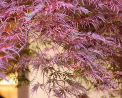 Acer palmatum 'Garnet' - 80 cm stam
