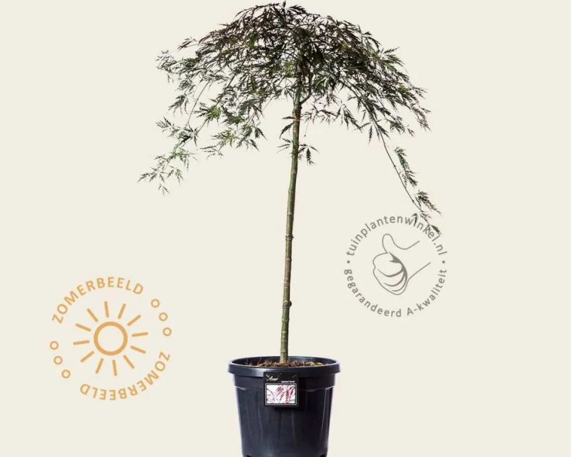 Acer palmatum 'Garnet' - 80 cm stam