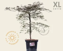 Acer palmatum 'Garnet' - XL