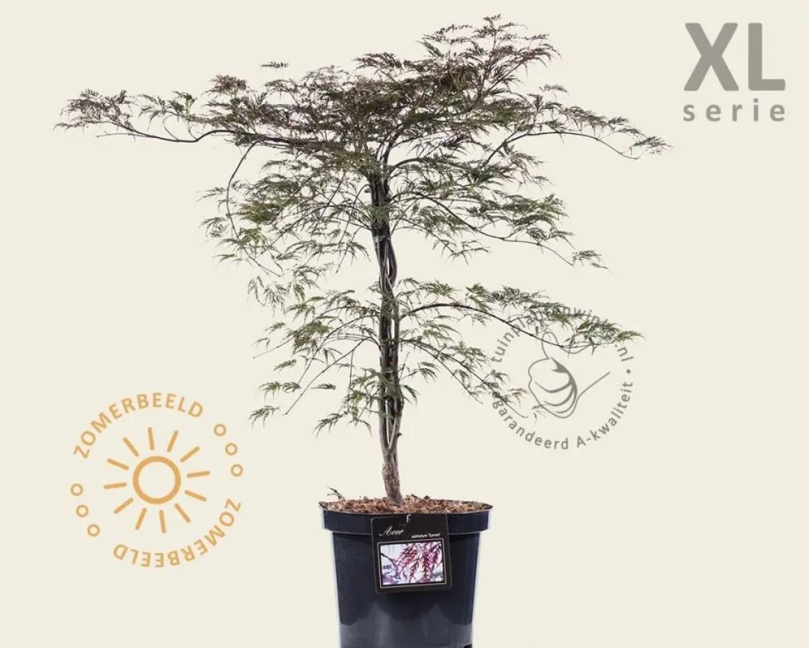 Acer palmatum 'Garnet' - XL