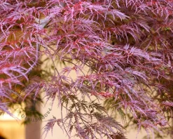 Acer palmatum 'Garnet' - XL