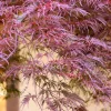 Acer palmatum 'Garnet' - XL+