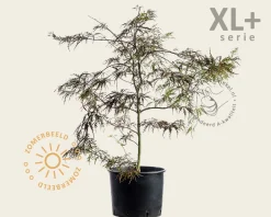 Acer palmatum 'Garnet' - XL+