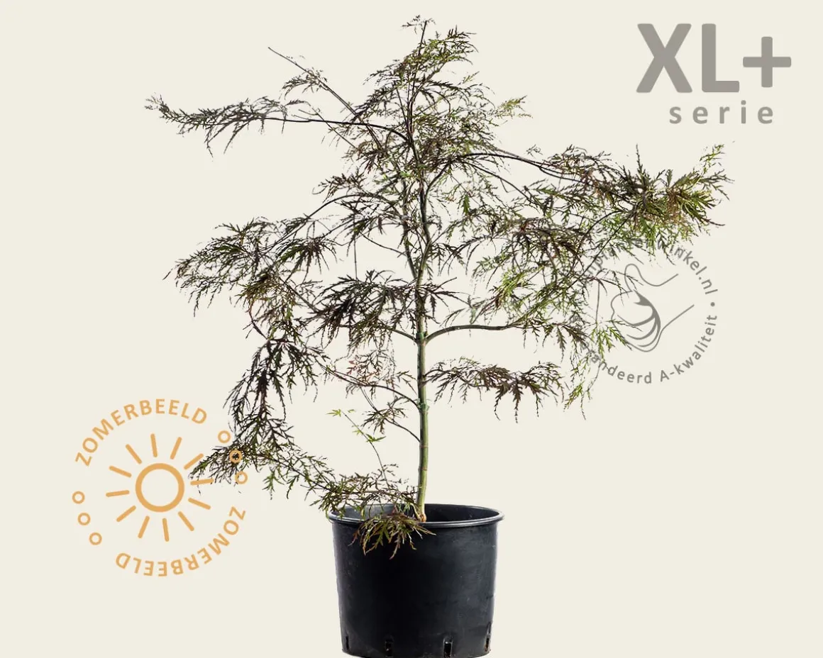 Acer palmatum 'Garnet' - XL+