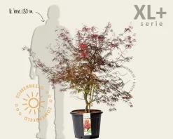 Acer palmatum 'Garnet' - XL+