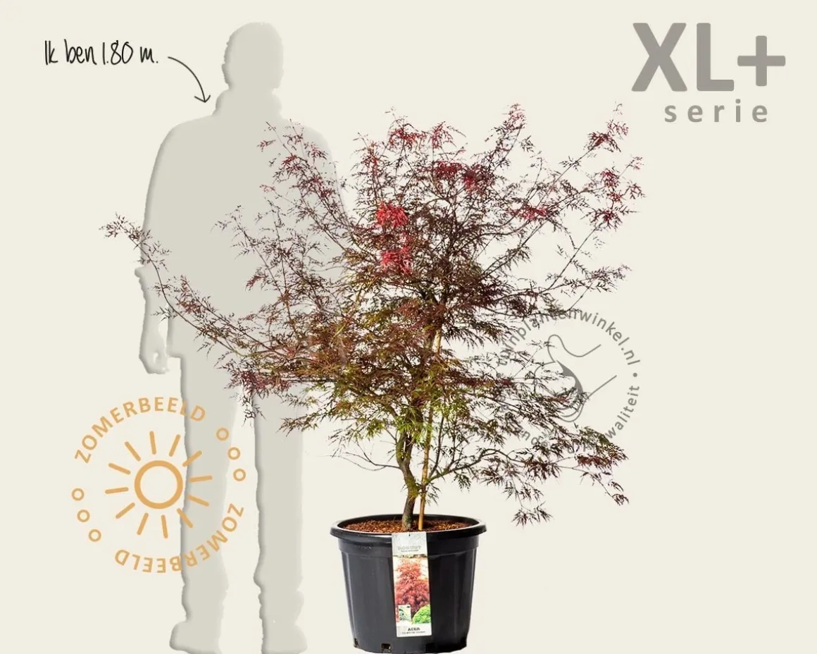 Acer palmatum 'Garnet' - XL+