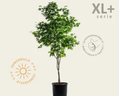 Acer palmatum 'Osakazuki' - XL+