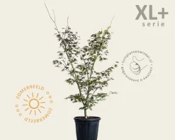 Acer palmatum 'Osakazuki' - XL+