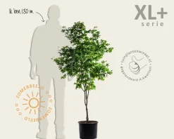 Acer palmatum 'Osakazuki' - XL+
