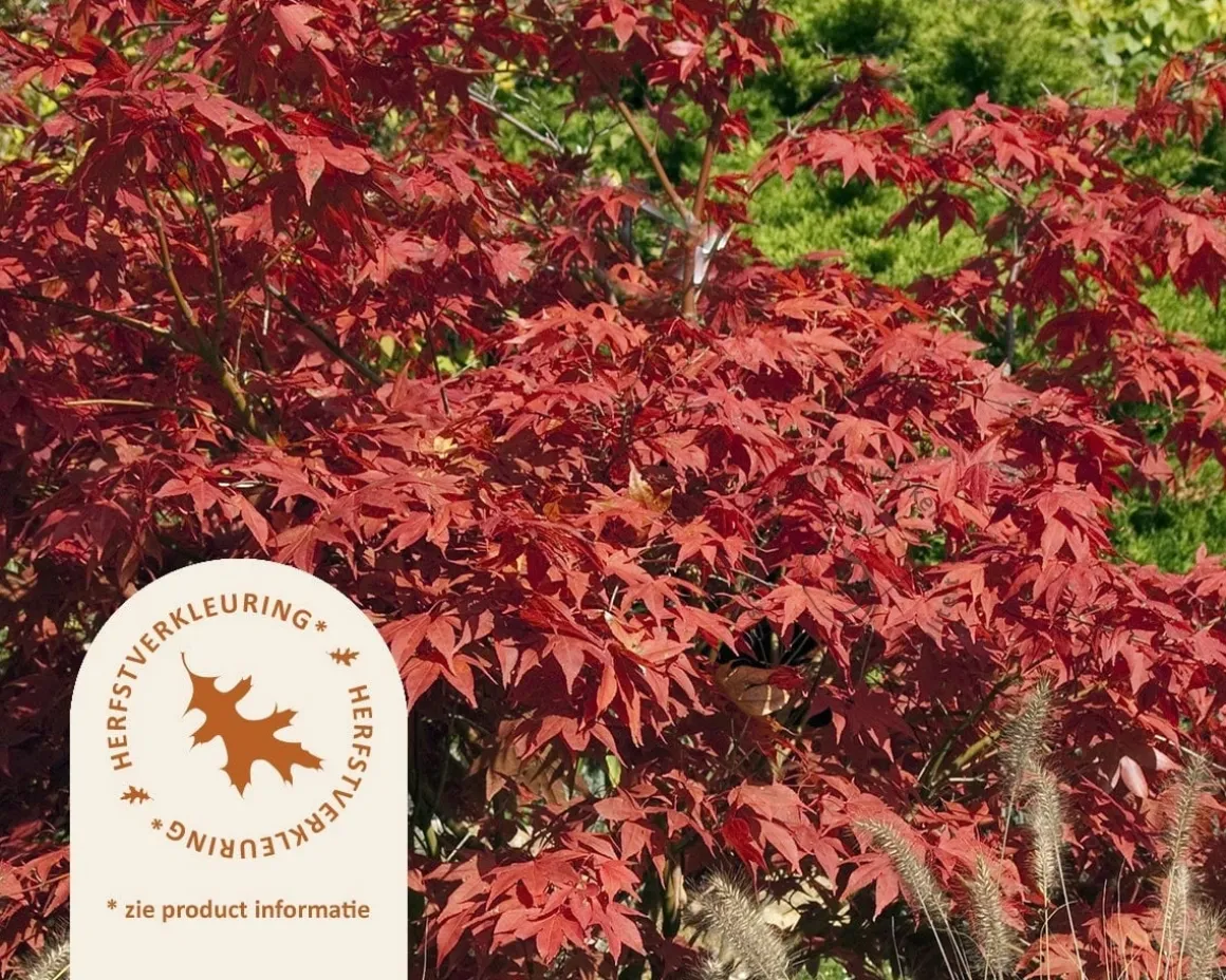 Acer palmatum 'Osakazuki' - XL+