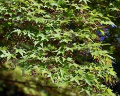 Acer palmatum 'Osakazuki' - XL+
