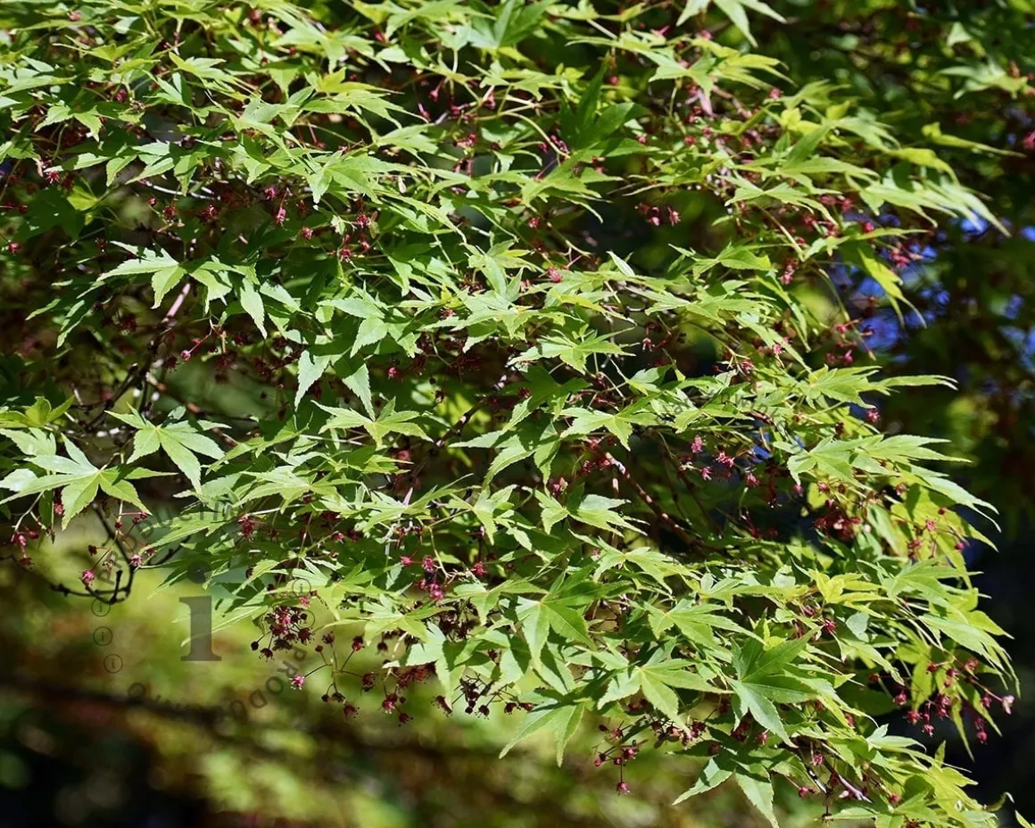 Acer palmatum 'Osakazuki' - XL+