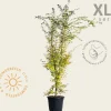 Acer palmatum 'Sangokaku' - XL+