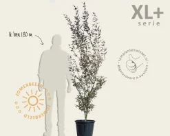 Acer palmatum 'Skeeters Broom' - XL+