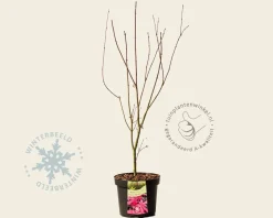 Acer palmatum 'Skeeter's Broom'