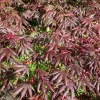 Acer palmatum 'Starfish'