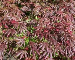 Acer palmatum 'Starfish'