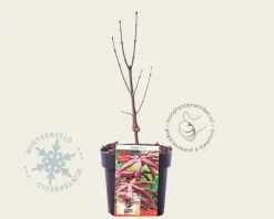 Acer palmatum 'Starfish'