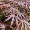 Acer palmatum 'Trompenburg'