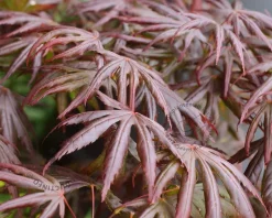 Acer palmatum 'Trompenburg'