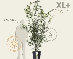 Acer palmatum - XL+
