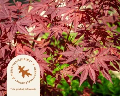 Acer palmatum - XL+