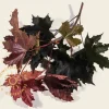Acer platanoides 'Crimson Sentry' - 180 cm stam