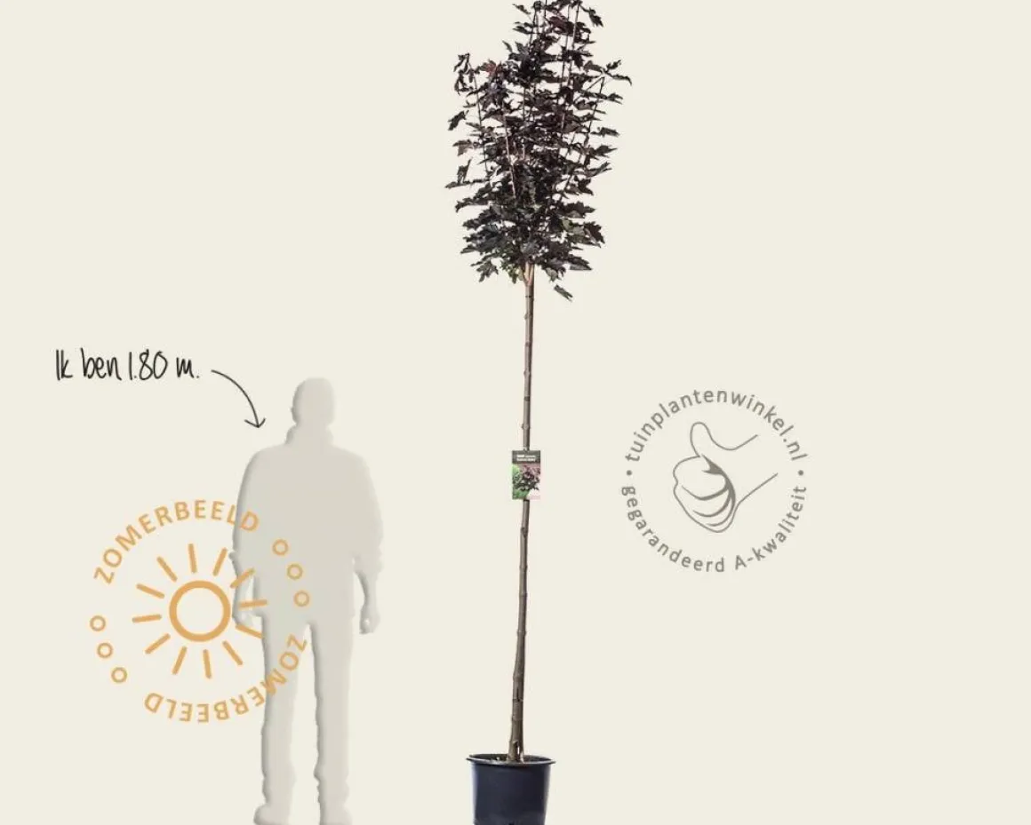 Acer platanoides 'Crimson Sentry' - 180 cm stam