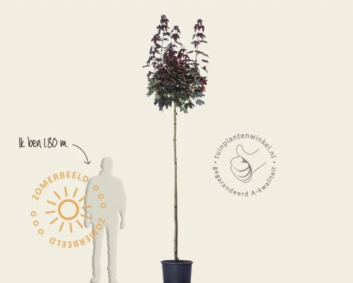Acer platanoides 'Crimson Sentry' - 225 cm stam