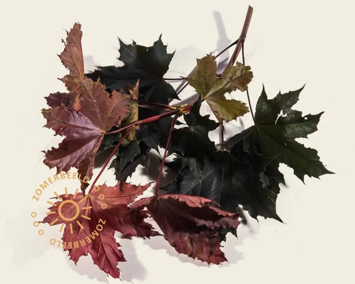 Acer platanoides 'Crimson Sentry' - 225 cm stam