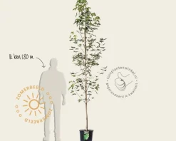 Acer platanoides 'Drummondii'