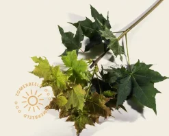 Acer platanoides 'Globosum' - 200 cm stam