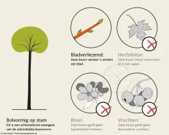 Acer platanoides 'Globosum' - 200 cm stam