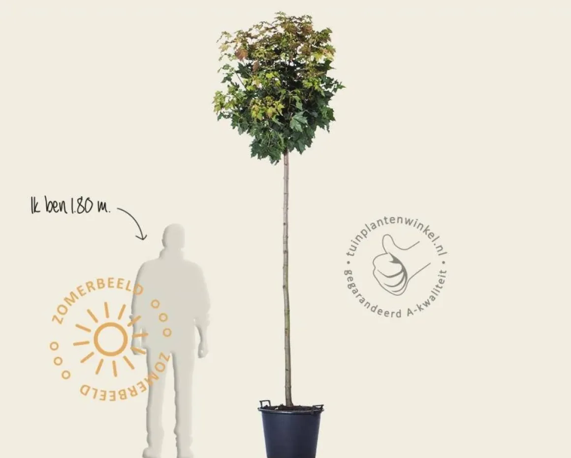 Acer platanoides 'Globosum' - 200 cm stam
