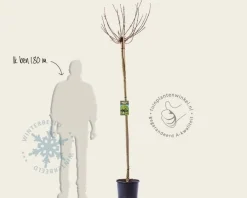 Acer platanoides 'Globosum' - 180 cm stam