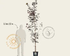 Acer platanoides 'Royal Red' - beveerd