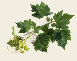 Acer rubrum 'Brandywine'