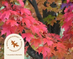 Acer rubrum 'Red Sunset'