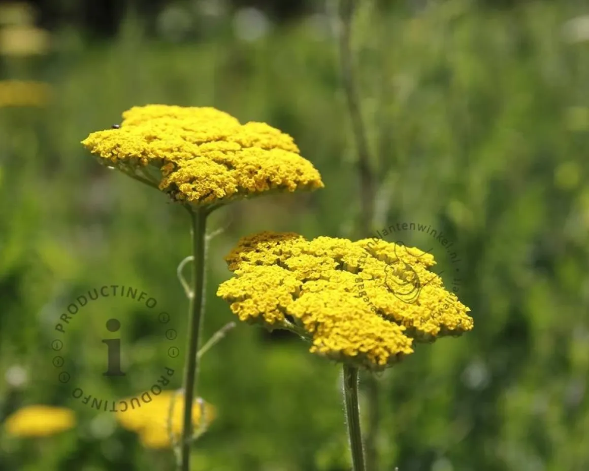 Achillea filipendulina 'Cloth of Gold'