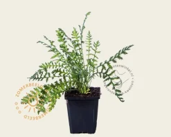 Achillea filipendulina 'Cloth of Gold'