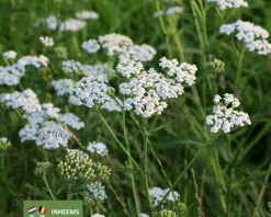 Achillea millefolium